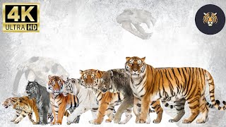 Tiger Species size Comparison LIVING EXTINCT [upl. by Edythe222]