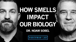 Dr Noam Sobel How Smells Influence Our Hormones Health amp Behavior  Huberman Lab Podcast [upl. by Esadnac171]