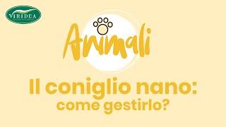 TUTORIAL IL CONIGLIO NANO COME GESTIRLO [upl. by Cristian97]