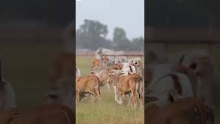 Brahman cow breed natural breeding cattle farm in Brazil shorts cattleyoutube [upl. by Shoshanna511]