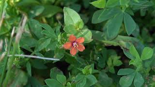 Anagallis arvensis Scarlet pimpernel  tiny flowers [upl. by Fedirko]