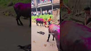 Pandharpuri buffalo lovers and NAD buffalo 🐃👑💯💥🔥pandharpuribuffalo shortvideo youtubeshort 3d [upl. by Gaillard299]