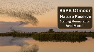 RSPB Otmoor Nature Reserve  Starling Murmuration and more [upl. by Gerek65]