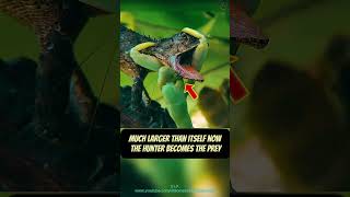 Hunter Becomes the Hunted You’ll Be Amazed nature animals lizard shorts [upl. by Ilarrold]