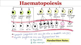 Haematopoiesis  Handwritten notes [upl. by Ailuig785]