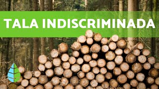 TALA INDISCRIMINADA de ÁRBOLES en los BOSQUES [upl. by Dier]