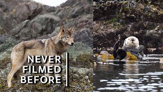 Never filmed before Sea wolves prey on sea otters [upl. by Teeter]