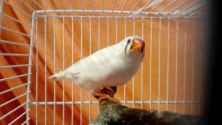 Zebrapinty  Zebra finch [upl. by Latrena]