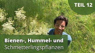 Bienen Hummel und Schmetterlingspflanzen  Teil 12 [upl. by Htiaf]