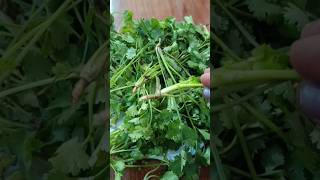 Bina dhaniye ke bij ke grow kare dhaniya  dhaniye ki jad se grow kare tips shorts video myhome [upl. by Hsirahc200]