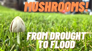 Mushrooms in the lawn From Drought To Flooding [upl. by Atiuqaj]