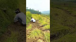 Chaite dhan🌾😊❤️ villagevlog mamatathapa shortvideo [upl. by Alesiram395]