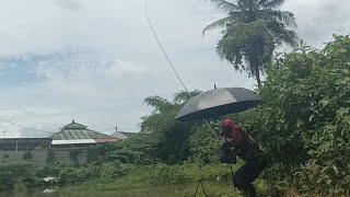 Mancing ikan nila mumpung belum ketahuan tukang jaring [upl. by Seldun]