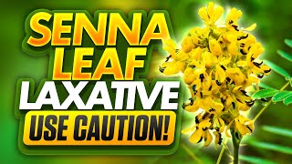 Need Laxative Help Learn When to Use Senna Leaf [upl. by Mllly]