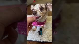 What’s ur fav cheese chiweenie cheesetax cheese dogcheese dogasmr dogchewing asmr yummy [upl. by Miguel379]