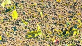 Und schon wieder Deutscher Meister BVB  Zum Titel 2012 [upl. by Sol]