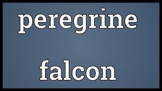 Peregrine falcon Meaning [upl. by Ewell]