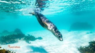 Sea Lion Videographers 60 Seconds of Science by Australian Geographic  Extended Edition [upl. by Forester]