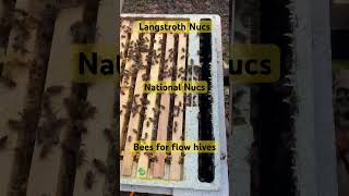 Buy calm Bees from us  Draigwenhoneyprotonmailcom asmr beekeeping farming honey beekeeper [upl. by Ytirehc]