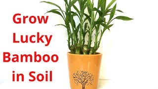 How to Grow Lucky Bamboo in Soil  Backyard Gardening [upl. by Damaris]