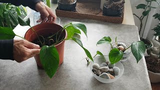 Bouture et entretien du pothos  philodendron scandens [upl. by Jeanette]