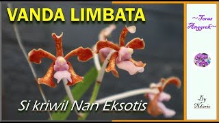 VANDA LIMBATA spesies asli Indonesia yang Eksotis [upl. by Atinet254]