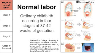 Normal labor ordinary delivery [upl. by Patrizio218]