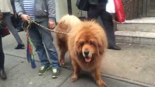 Tibetan mastiff in NYC [upl. by Nelli]