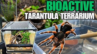 HOW TO MAKE A BIOACTIVE TARANTULA TERRARIUM Tarantula Cribs Acrylic Replacement Lids [upl. by Anyaj683]