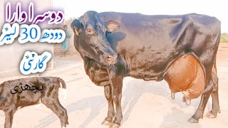 Cholistani Friesian Cross cow for sale on YouTubers channel 0109202403067258072cowpakistan10k [upl. by Eniamrahc38]