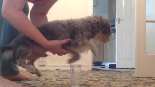 My dog swimming over a glass of water [upl. by Charo]