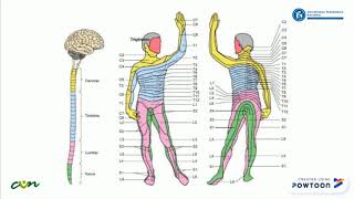 Sistema Somatosensorial [upl. by Rehpotsirahc]