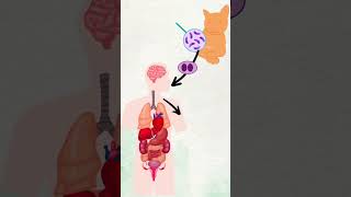 La toxoplasmose en moins d’1 minute linexplain science food parasite toxoplasmagondii [upl. by Sachi]