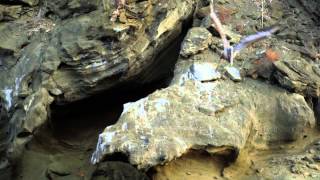 Bird Feeding Frenzy in Galápagos [upl. by Ranilopa192]