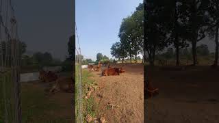 cow a2gircowghee farming a2desicowghee Shuddhghrit9M [upl. by Keung]