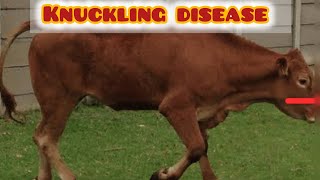 Fetlock knuckle  knuckling disease  hoof problems in cows [upl. by Loriner]