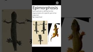 metamorphosis epimorphosis metagenesis morphallxis [upl. by Alhak]