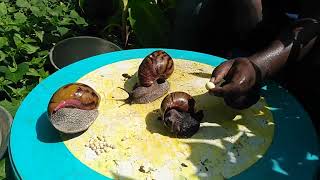 Difference Between Achatina Achatina Snail And Achatina Marginata Snail [upl. by Sucramad784]