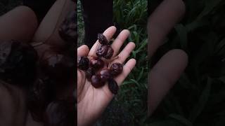 Fresh Cherries in Hunza valley 😍 [upl. by Lepley]