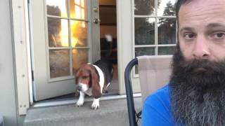 Our Bossy Basset Hound [upl. by Stanway]