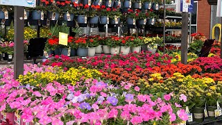 Lowe’s spring plant inventory Flowers shrubs trees and more [upl. by Dickson]