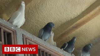 Pigeonkeeping in Istanbul on the rise  BBC News [upl. by Enoitna907]