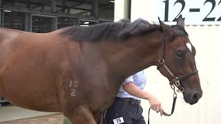 2024 Magic Millions Snitzel x Quilista Filly [upl. by Blayne]