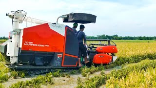 Kubota King Pro Deep Water Working  New Kubota Harvester [upl. by Zink533]