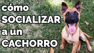 Cómo socializar a tu cachorro  perro consejos verdades y locuras [upl. by Norab]