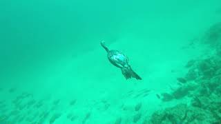 A cormorant fishing at a depth of 10 metres [upl. by Oruam486]