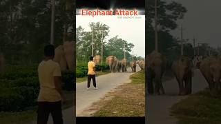 an elephant attack 🐘 elephant animals angryelephant shorts short [upl. by Sinclare360]