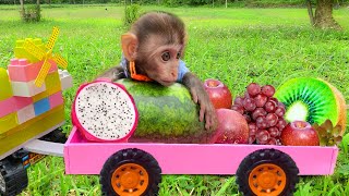 Baby monkey Bim Bim and puppy harvest fruit in the farm [upl. by Groves]