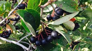 Growing Aronia Berries [upl. by Iturk]