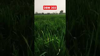 DBW 303 NEW WHEAT VARIETY [upl. by Mauricio]